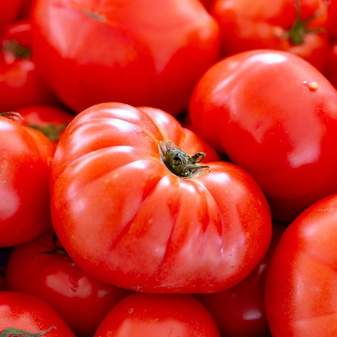 Seed Needs Beefsteak Tomato Seeds for Planting Indeterminate Tomatoes - Non-GMO Heirloom & Untreated Vegetable Seed to Plant a Home Grown Outdoor Veggie Garden (2 Packs)