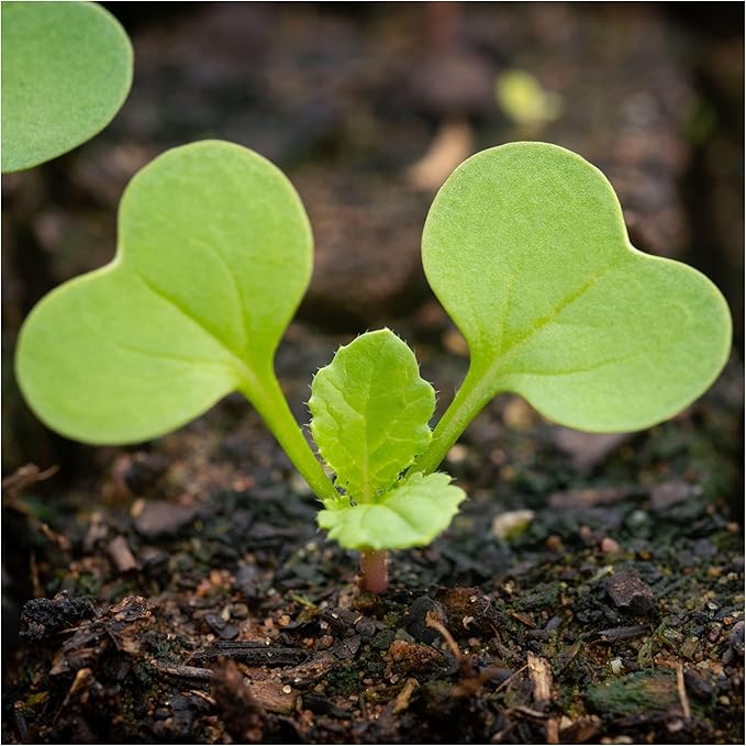 Seed Needs Radish Seeds for Planting Watermelon Radishes - Non-GMO Heirloom & Untreated - Grow a Home Grown Vegetable Garden - Cool Weather Crops (5 Packs)