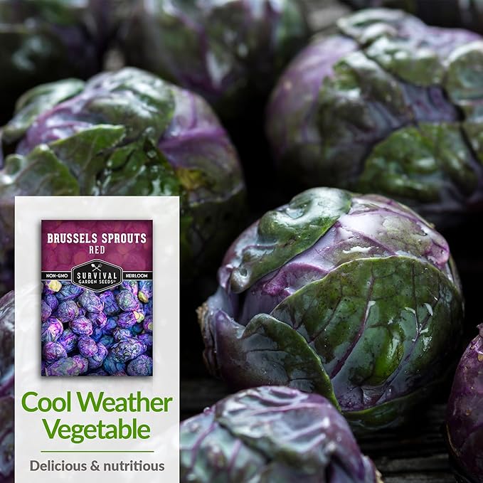 Red Brussels Sprout Seeds | Heirloom Non-GMO Purple Brussel Sprouts, Cold Hardy Garden Vegetable, Unique Exotic Variety - Survival Garden Seeds (5 Packs)