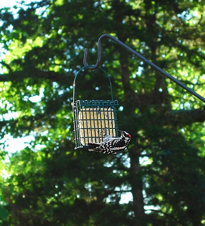 ST. ALBANS BAY SUET PLUS Variety Pack of 4 Flavors of Suet Cakes for Wild Birds 11 Ounces Each