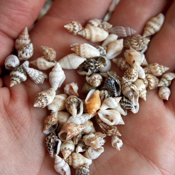 Small Seashells, Miniature Conch Shells, Tiny Sea Shell for Zen Garden, Terrarium or Fairy Garden Beach, Summer Tiny Shell Craft, Craft Making (100CS)