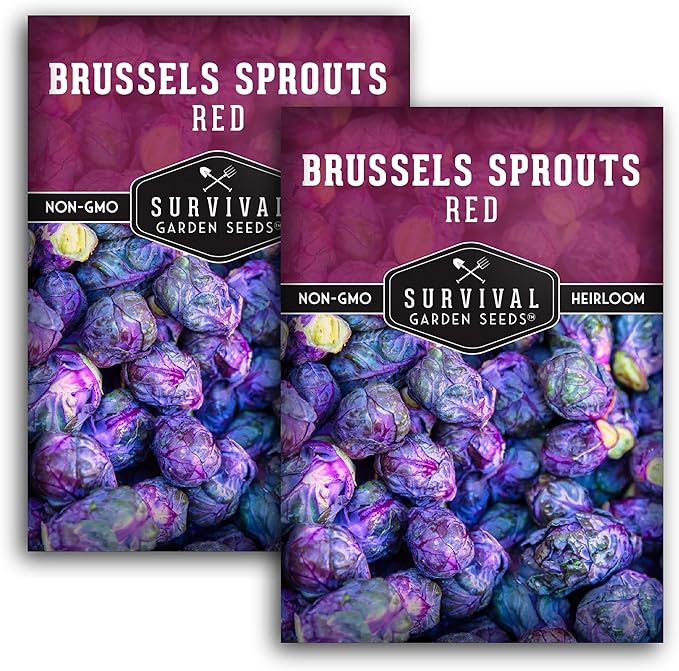Red Brussels Sprout Seeds | Heirloom Non-GMO Purple Brussel Sprouts, Cold Hardy Garden Vegetable, Unique Exotic Variety - Survival Garden Seeds (2 Packs)