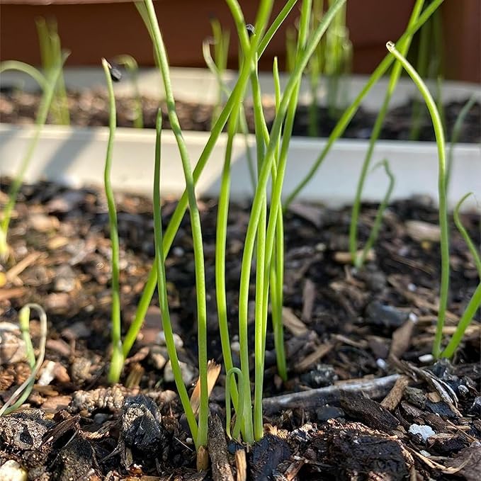 Seed Needs Onion Seeds for Planting Walla Walla Long Day Onions - Non-GMO Heirloom & Untreated Vegetable Seeds to Plant an Outdoor Home Grown Veggie Garden (5 Packs)