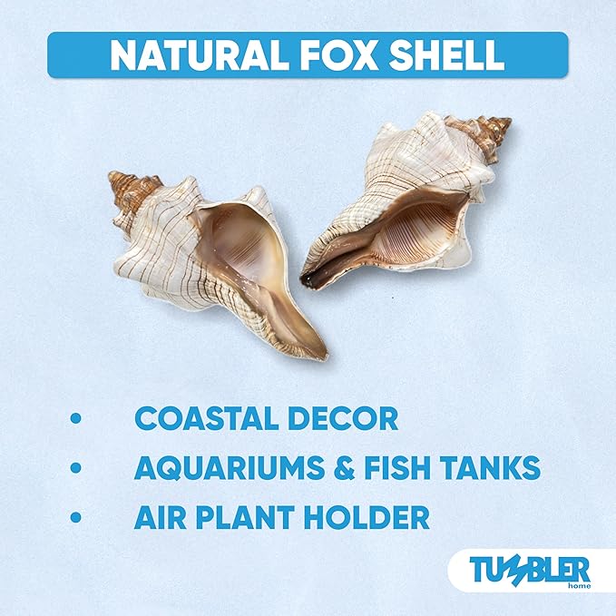 Tumbler Home Large Conch Sea Shells for Decorating or Fish Tank, Coastal & Nautical Decor, Air Plant Holder, Aquarium Ornaments, Big Sea Shell, Decorative Seashells, Beach Party Decor (Fox)