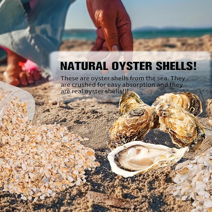 QEQEKAKA Crushed Oyster Shells About 2LB (880g/31OZ) Contains Calcium Small Natural Crushed Shells Bulk