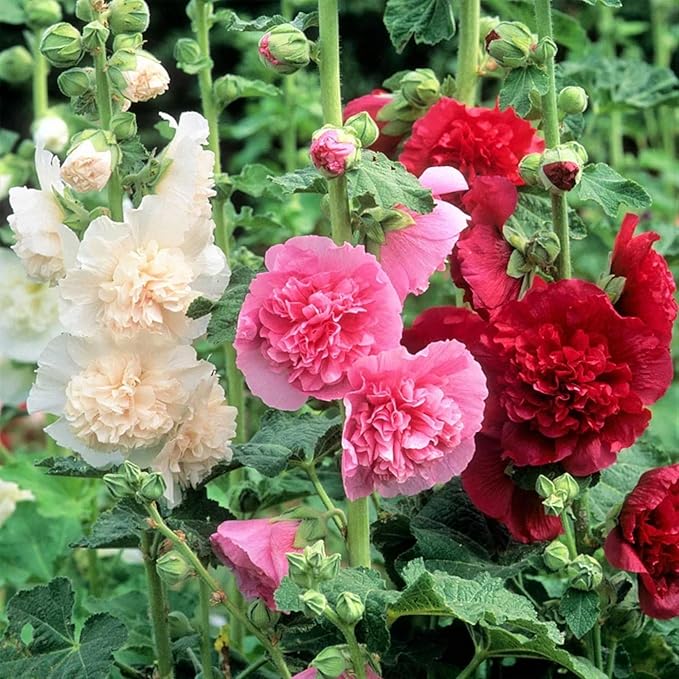 100pcs Double Hollyhock Seeds Radiant Rose - Mixed Colors, Non GMO Heirloom Garden Hardy Biennial, Vibrant & Tall Flowers - Ideal for Season-Long Blooms