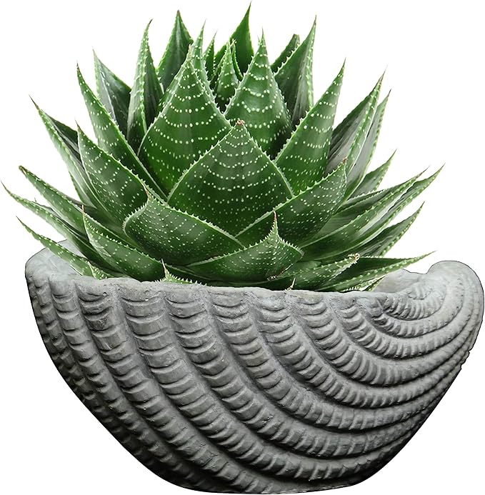 Classic Home and Garden Cement Seashell Planter, Cute Desk Decoration or Gift – Shell Planter w Drain Plug – Succulent Plant Pot for Indoor/Outdoor Beach Décor