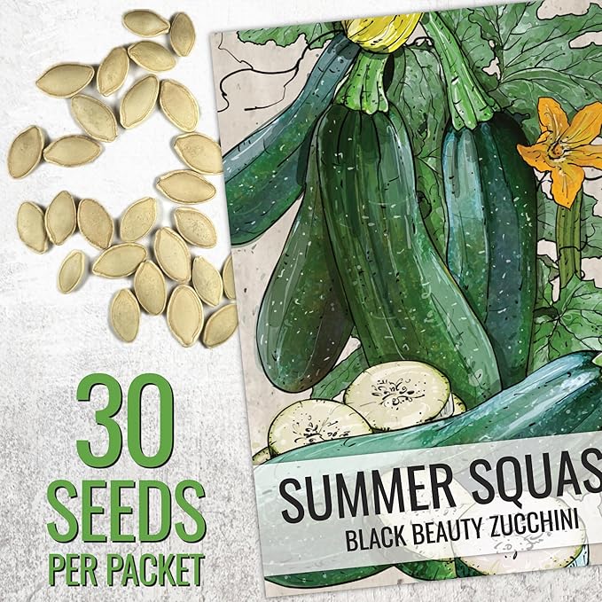 Seed Needs Zucchini Seeds for Planting Black Beauty Summer Squash - Non-GMO, Heirloom & Untreated - Prolific Yields of Delicious Zucchinis in a Home Grown Outdoor Vegetable Garden (5 Packs)