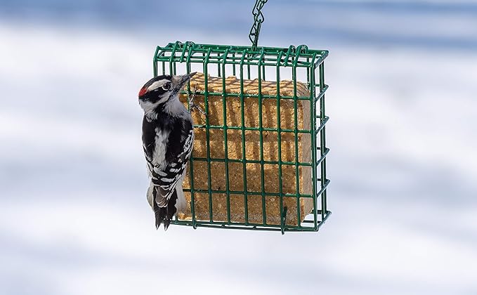 C&S Woodpecker Delight No Melt Suet Dough 11.75 Ounces, 12 Pack