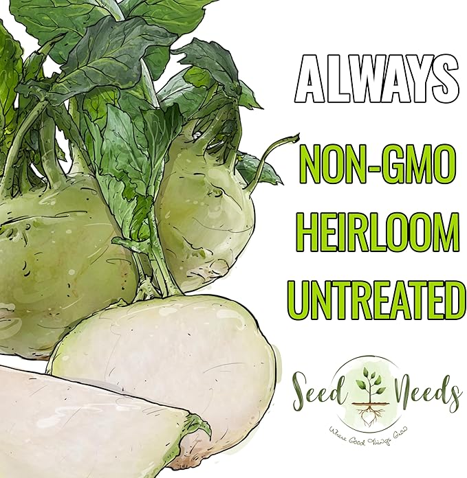 Seed Needs Kohlrabi Seeds for Planting Purple Vienna Kohlrabi Crops - Non-GMO Heirloom & Untreated Vegetable Seed to Plant an Outdoor Home Grown Veggie Garden (White Kohlrabi, 2 Packs (1,000 Seeds))