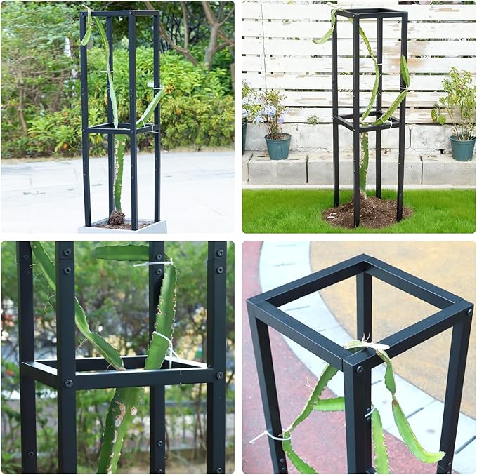 48x12 Inches Dragon Fruit Trellis for Climbing Plants - Premium Quality Metal Support Stand, Weather-Resistant & Durable for Gardeners and Plant Enthusiasts