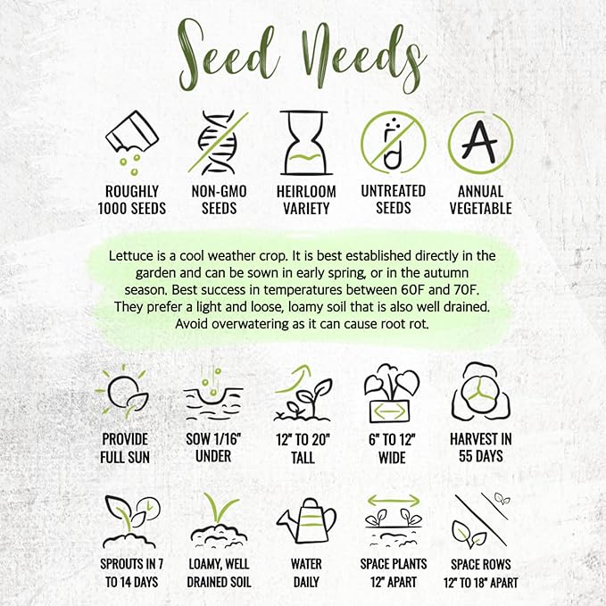 Seed Needs Romaine Lettuce Seeds for Planting Parris Island COS - Non-GMO Heirloom & Untreated Annual Cool Weather Crops - Grow a Home Grown Outdoor Vegetable Garden (1 Pack)