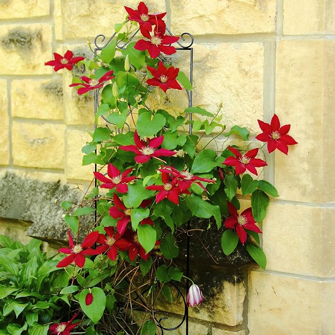 Garden Trellis 4 Pack 56'' H x 14.5'' W Metal Plant Climbing Trellis Suitable for Potted Plants Indoor and Outdoor Climbing Plants Flower Ivy Clematis Black