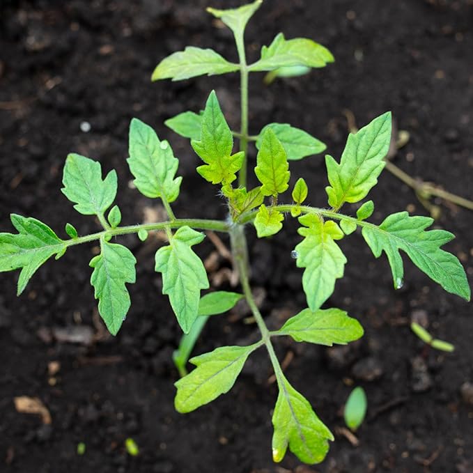 Seed Needs Tomato Seeds for Planting Black Cherry Tomatoes - Non-GMO Heirloom & Untreated Indeterminate Variety to Plant a Home Grown Outdoor Vegetable Garden (5 Packs)