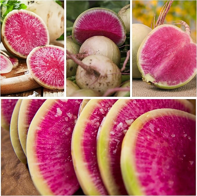 Seed Needs Radish Seeds for Planting Watermelon Radishes - Non-GMO Heirloom & Untreated - Grow a Home Grown Vegetable Garden - Cool Weather Crops (5 Packs)