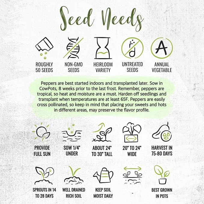 Seed Needs Hot Pepper Seeds for Planting Serrano Chile Peppers - Non-GMO Heirloom & Untreated Vegetable Seed to Plant an Outdoor Home Grown Veggie Garden (5 Packs)