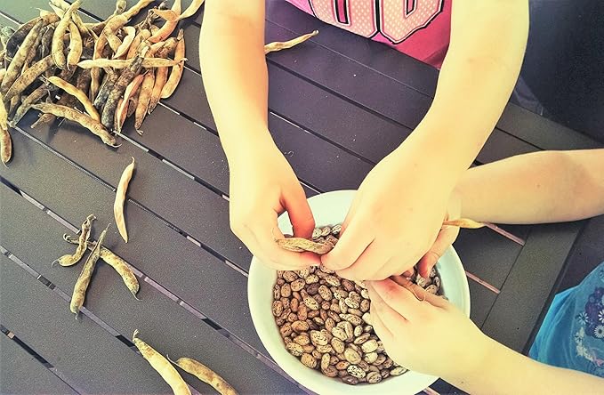 TomorrowSeeds - Pinto Bean Seeds - 30+ Count - for 2025 Planting Heirloom Spanish Speckled Bush Shell Broad Beans Garden Vegetable Fresh Grow Your Own Home Farm Patio Healthy Sustainable Living Seed
