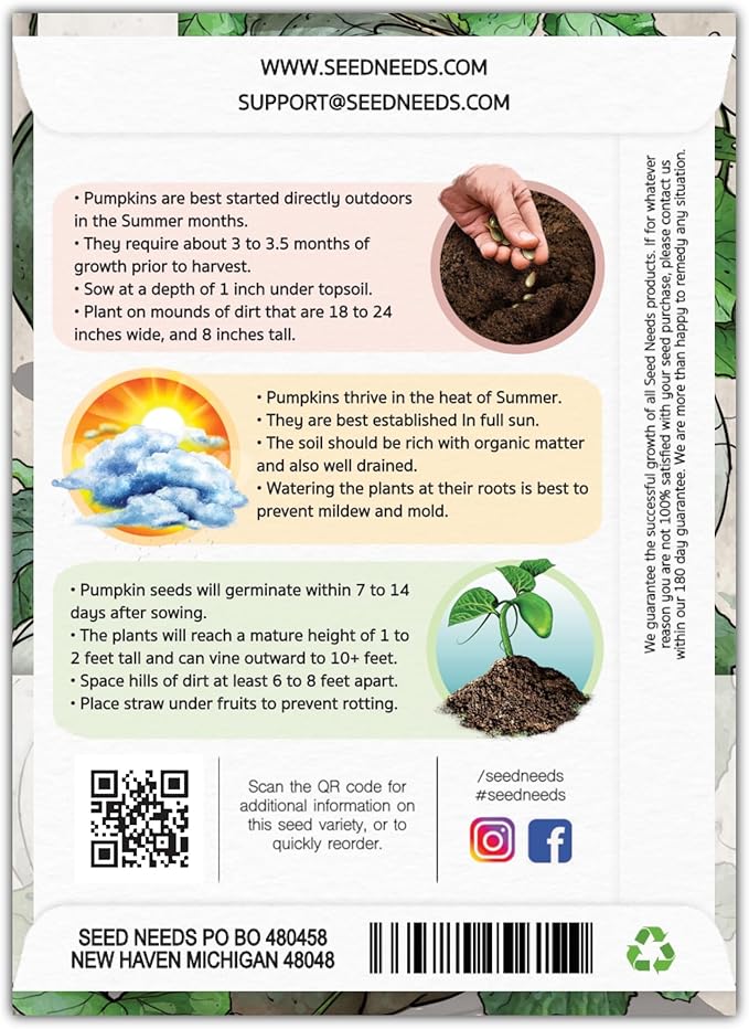 Seed Needs Pumpkin Seeds for Planting Blue Jarrahdale Pumpkins - Non-GMO Heirloom & Untreated Cucurbita Maxima Seed to Plant an Outdoor Home Grown Vegetable Garden (5 Packs)