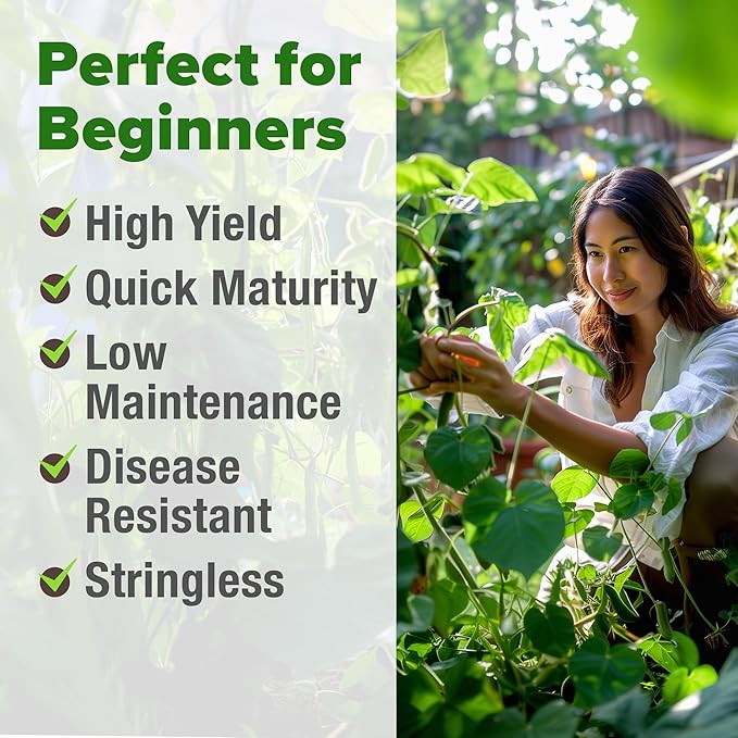 HOME GROWN Contender Bush Bean Seeds 56+ Heirloom Non-GMO, High Germination, Stringless Green Beans for Planting, Early Harvest, Emergency Food Supply, Fresh Eating & Canning (Phaseolus vulgaris)