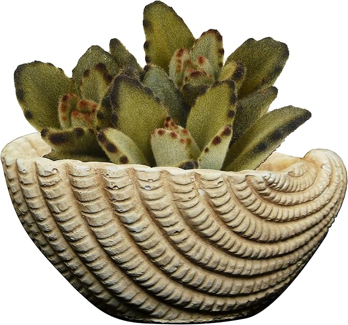 Classic Home and Garden Cement Seashell Planter, Cute Desk Decoration or Gift – Shell Planter w Drain Plug – Succulent Plant Pot for Indoor/Outdoor Beach Décor