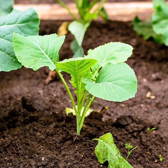 Seed Needs Kohlrabi Seeds for Planting Purple Vienna Kohlrabi Crops - Non-GMO Heirloom & Untreated Vegetable Seed to Plant an Outdoor Home Grown Veggie Garden (White Kohlrabi, 2 Packs (1,000 Seeds))