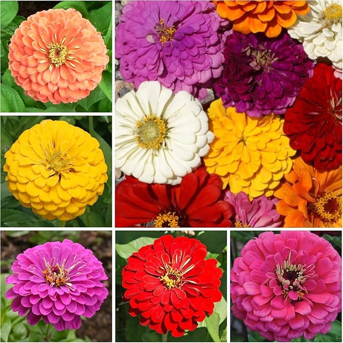Seed Needs Butterfly Garden Bulk Seed Variety Collection - 4 Large Pouches Pure Live Seed No Filler - Crazy Cosmos, California Giants Zinnia, Crazy Sunflower & Butterfly Wildflower Mix