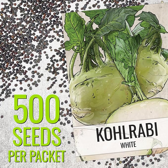 Seed Needs Kohlrabi Seeds for Planting Purple Vienna Kohlrabi Crops - Non-GMO Heirloom & Untreated Vegetable Seed to Plant an Outdoor Home Grown Veggie Garden (White Kohlrabi, 5 Packs (2,500 Seeds))