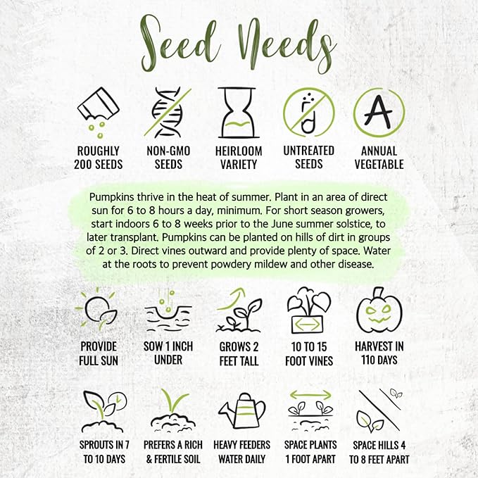 Seed Needs Connecticut Field Pumpkin Seeds for Planting | 1 Ounce Cucurbita Pepo Heirloom Vegetable Seeds Non GMO | American Field Favorite Carving Pumpkin | Bulk
