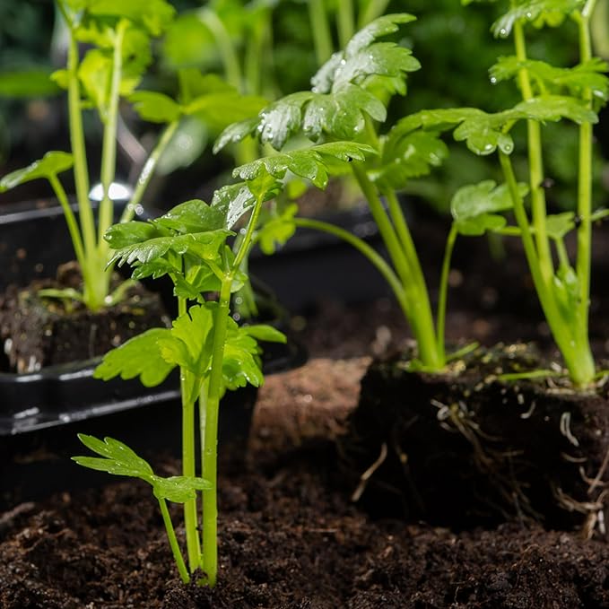 Seed Needs Celery Seeds for Planting Utah 52-70 Celery - Non-GMO, Heirloom & Untreated - Grow a Home Grown Outdoor Vegetable Garden for Fresh Produce (5 Packs)