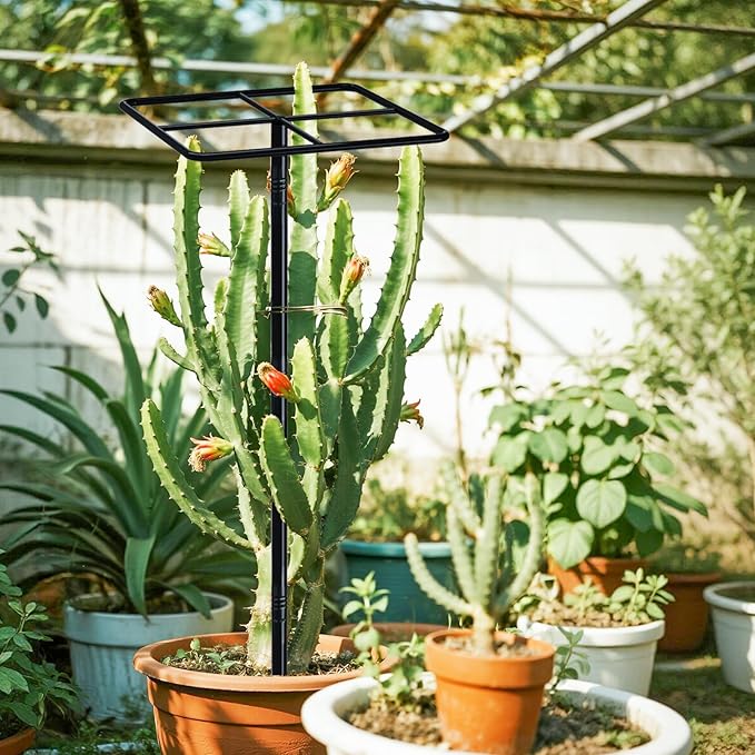 63'' Metal Dragon Fruit Trellis, Adjust Durable Dragon Fruit Plant Trellis Support Garden Fruit Stand for Vertical Climbing Plants Trees Cactus Roses Vines Outdoor Indoor,1 Pcs