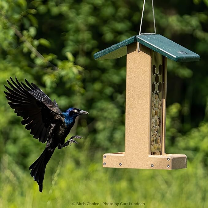 Birds Choice Whole Peanut Bird Feeder for Blue Jays and Woodpeckers - Durable Recycled Material, Taupe w/ Green, 7"L x 10.50"W x 14.75"H, Made in USA