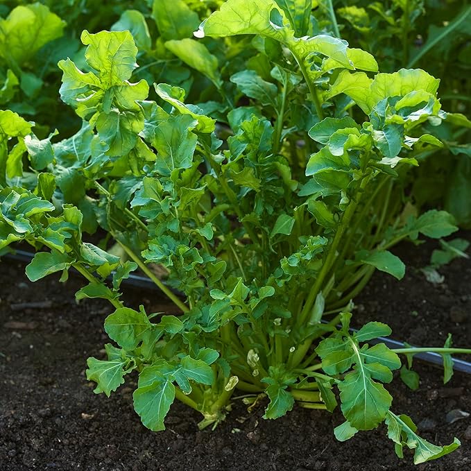 Burpee Organic Rocket Arugula Seeds - Certified Peppery Salad Greens