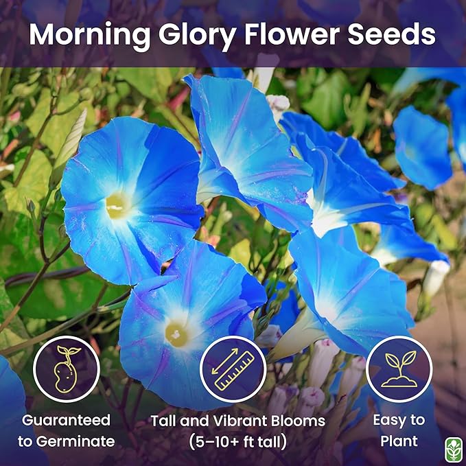 Morning Glory Seeds for Planting - 250 Fresh Seeds - Heavenly Blue Climbing Vine Flower Seed - Attracts Butterflies & Hummingbirds - Fast Growing Ivy - Grown in The USA