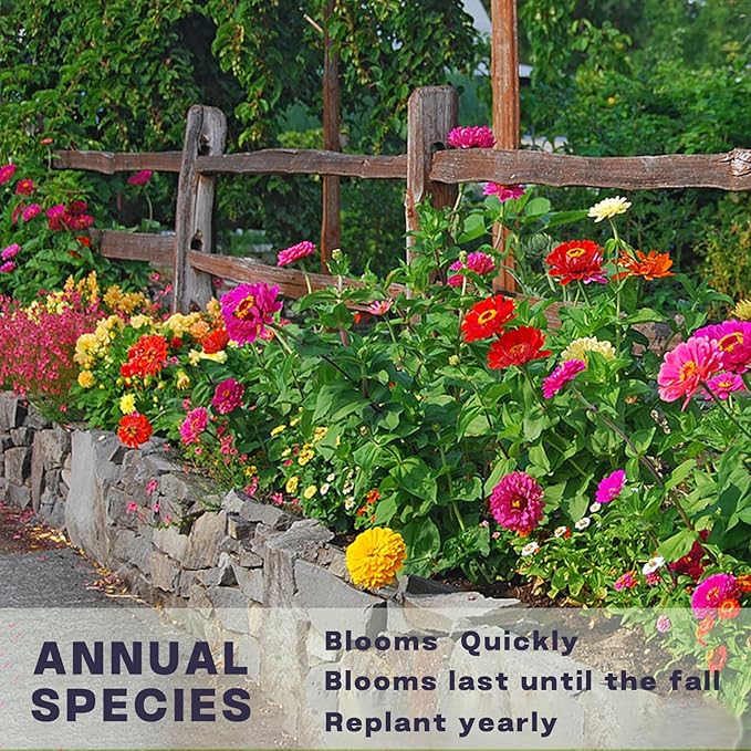 Zinnia Seeds Bulk 10,000+ | Outdoor Flower for Planting | Zinnia Seeds for 2026 | Mixed Colors & Large Blooms for Gardens| High Germination, Beginner-Friendly & Giftable Packaging