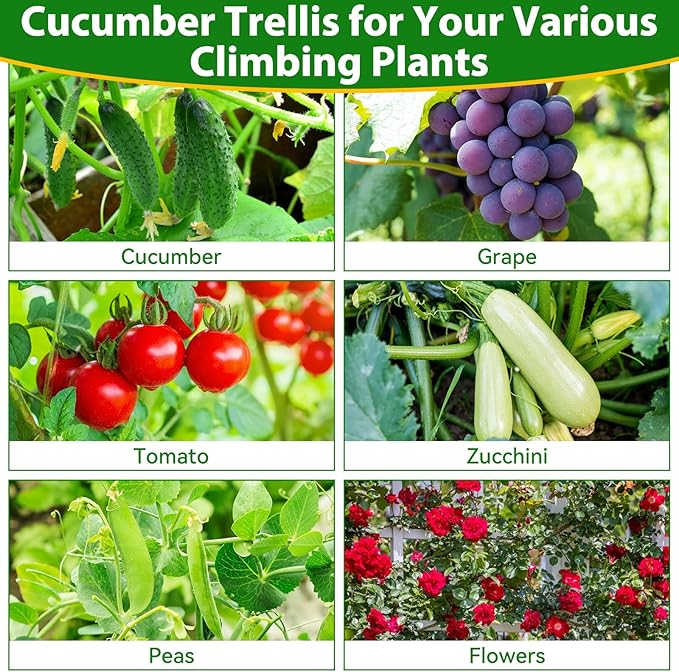 Garden Cucumber Trellis for Climbing Plants Outdoor- 66x48 Inch U-Shaped Cucumber Trellis for Raised Bed, Metal Arch Plant Trellis for Outdoor Vegetable Grape Pea Bean Vine Squash