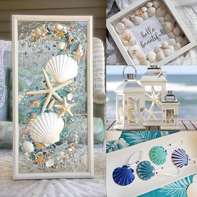PPCLION 24 PCS Natural Starfish 2-4" and Scallop Shell for Crafts Making Beach Theme Party Wedding Decoration, Home Wall Decor, Christmas Ornaments