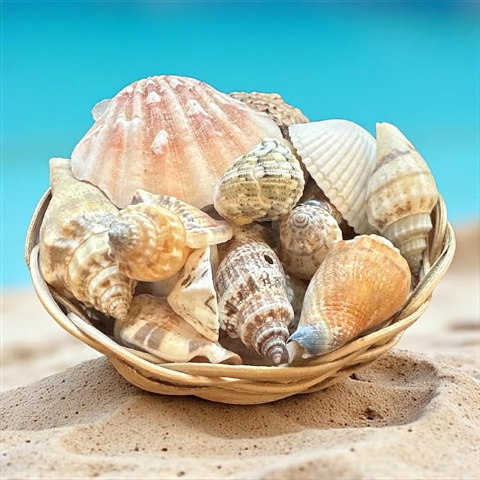 Seashell Basket Decor Set – 21 Natural SEA Shells in 3” Handwoven Basket + Free Decorative Stone Gift – Coastal Centerpiece for Beach Weddings, Baby Showers & Coastal Home Decor