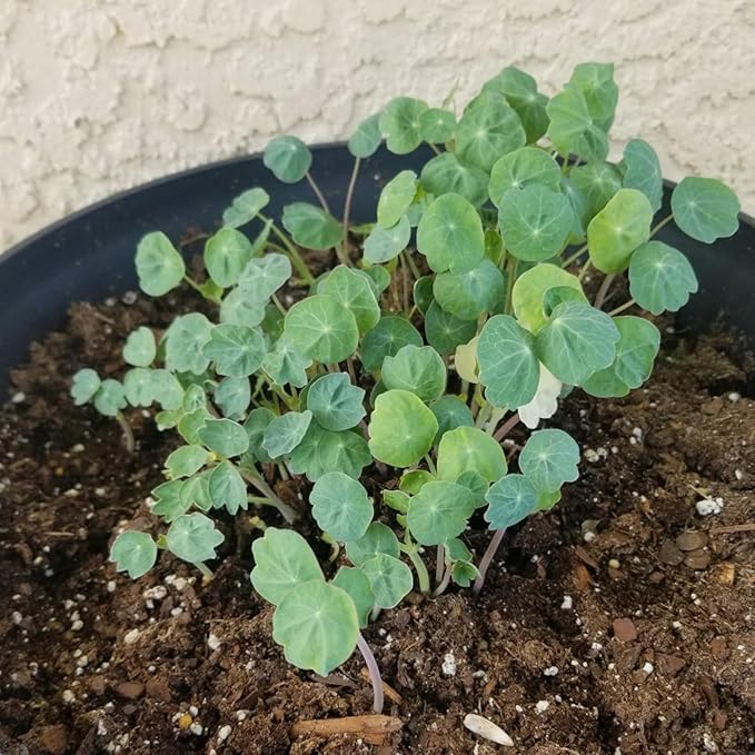 Seed Needs Nasturtium Seeds for Planting Double Gleam Nasturtiums - Non-GMO Heirloom & Untreated Flower Seed to Plant and Grow a Home Grown Edible Wildflower Garden