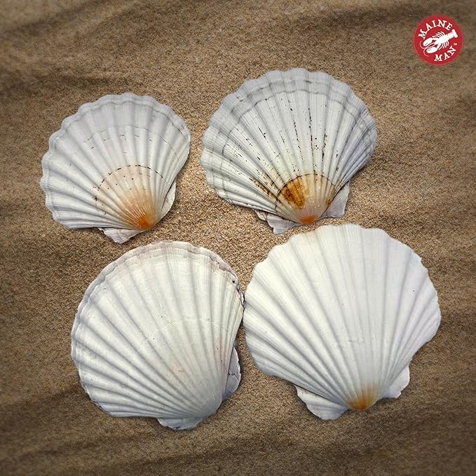 Maine Man Natural Baking Shells, Harvested From Ireland And Scotland, For Baking, Seafood, Appetizers, And Desserts, 3.75-Inch, Set of 4