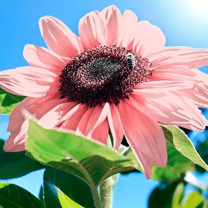 50PCS Iris Tectorum Rose Sunflower Seeds for Planting - Non-GMO Heirloom Variety - Pink Blooms for Your Flourishing Garden