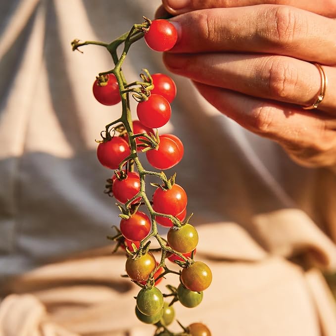 Burpee 'Red Currant' Heirloom Tomato Seeds - Non-GMO, Indeterminate, Heirloom, Cherry Tomato, 60mg Seed Packet for Home Gardening