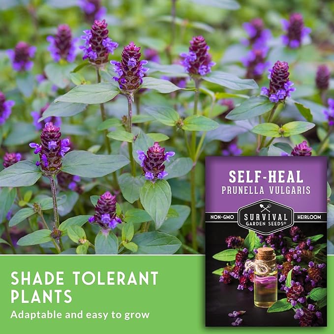 Self-Heal Seeds for Planting - Prunella Vulgaris (All-Heal, Selfheal) Hardy Perennial Ground Cover & Pollinator Wildflower, Non-GMO Heirloom Herb - Survival Garden Seeds (5 Packs)
