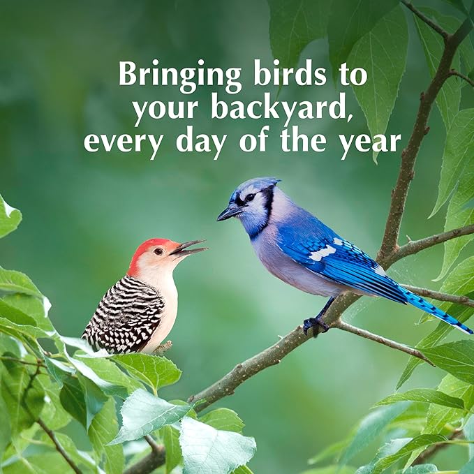 C&S Peanut Delight No Melt Dough Balls for Wild Birds Including Woodpeckers and Blue Jays, Pack of 4