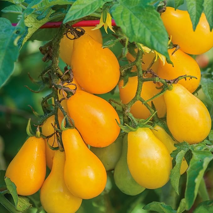 Burpee 'Yellow Pear' Heirloom Tomato Seeds - Non-GMO, Indeterminate, Heirloom, Cherry Tomato, 200mg Seed Packet for Home Gardening