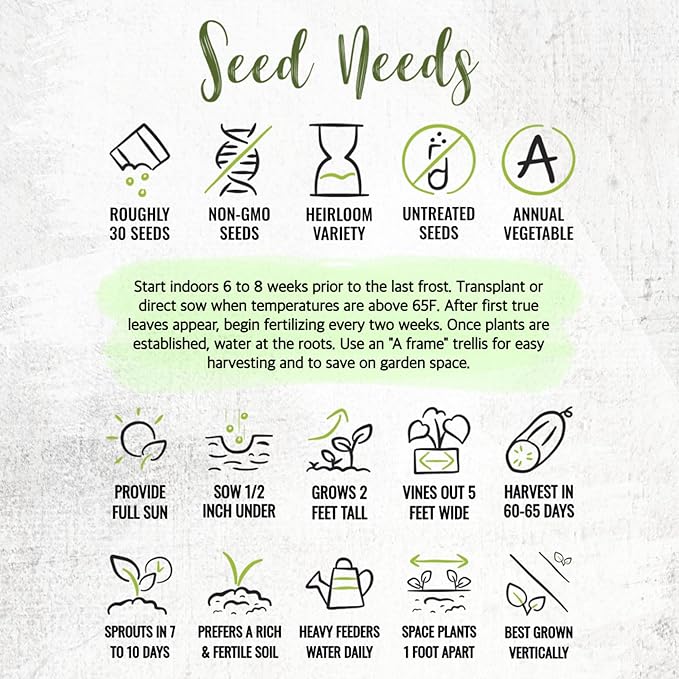 Seed Needs Cucumber Seeds for Planting Spacemaster 80 Cucumbers - Non-GMO Heirloom & Untreated Vegetable Seed to Plant an Outdoor Home Grown Veggie Garden (1 Pack)