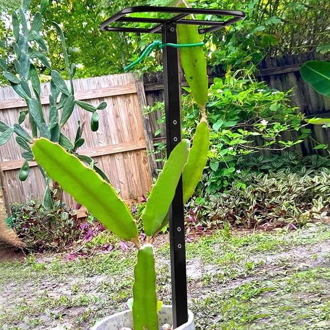 2PCS Dragon Fruit Trellis - Metal Plant Support for Climbing Plants in Outdoor Gardens, Easy Assembly, 12'' x 12'' x 50'' Size, Durable & Weatherproof Garden Support System