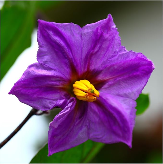 Seed Needs Eggplant Seeds for Planting Long Purple Eggplants - Non-GMO Heirloom & Untreated Annual Crops - Grow a Home Grown Vegetable Garden Outdoors (5 Packs)