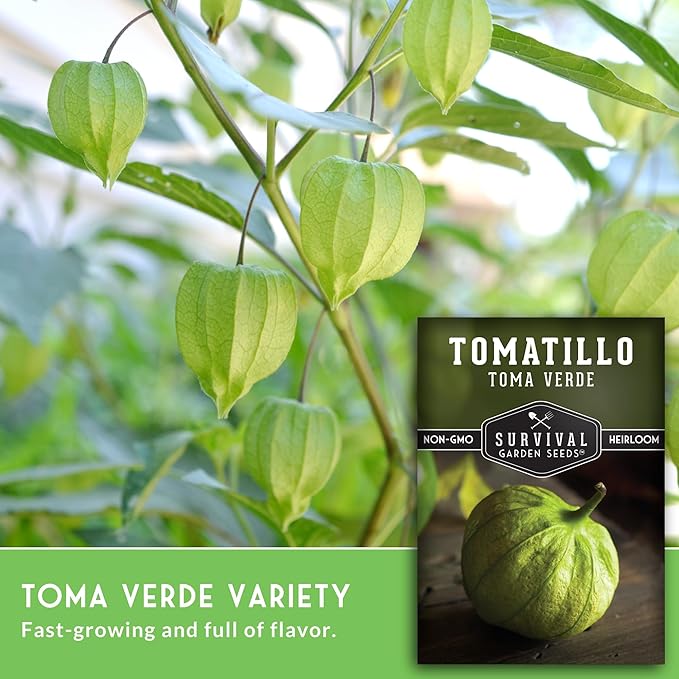 Toma Verde Tomatillo Seeds for Planting - Heirloom Mexican Green Husk Tomato, High Yield Non-GMO Variety for Salsa Verde and Authentic Mexican Cooking - Survival Garden Seeds (3 Packs)
