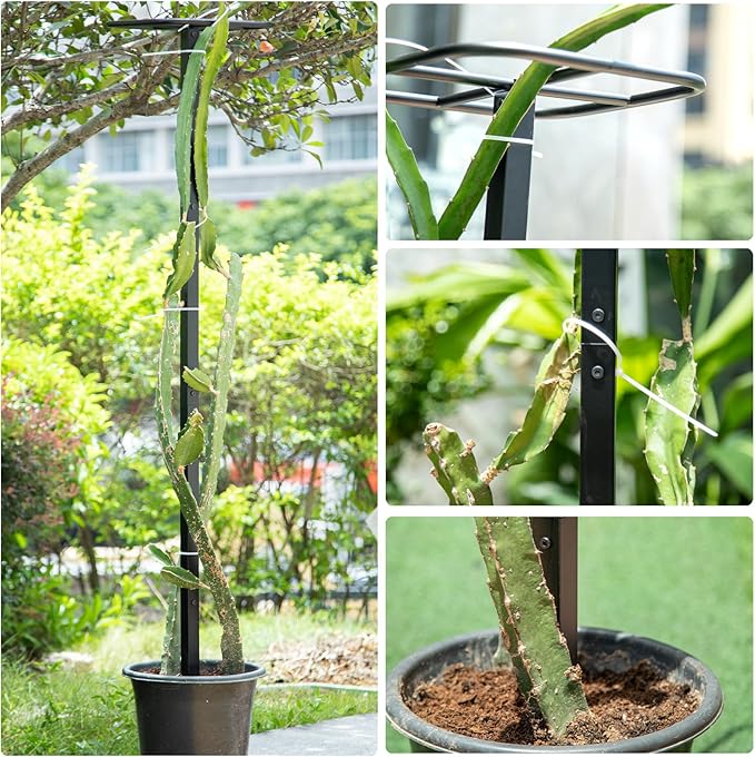 2-Pack 63-Inch Metal Dragon Fruit Trellis - Sturdy Support for Climbing Plants in Outdoor Gardens, Perfect for Dragonfruit, Tomatoes, Eggplants, and Beans - Durable, Stable & Easy to Install