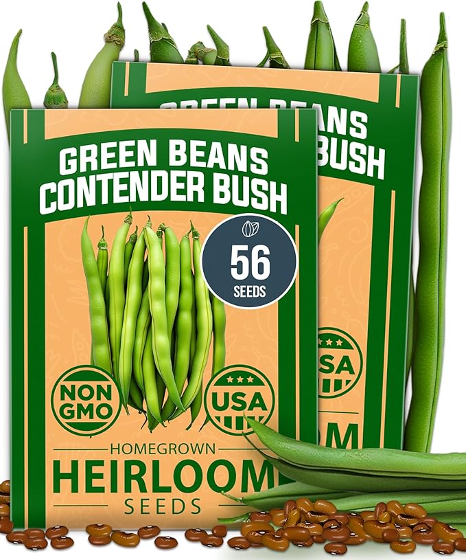 HOME GROWN Contender Bush Bean Seeds 56+ Heirloom Non-GMO, High Germination, Stringless Green Beans for Planting, Early Harvest, Emergency Food Supply, Fresh Eating & Canning (Phaseolus vulgaris)